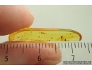 Rare Aquatic Beetle Larva, Coleoptera. Fossil inclusion Baltic amber #14398