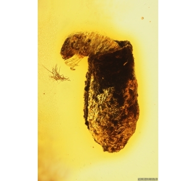 Extremely Rare Flea Beetle Larva Chrysomelidae in Case and More. Fossil inclusions in Baltic amber 14399