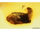 Extremely Rare Flea Beetle Larva Chrysomelidae in Case and More. Fossil inclusions in Baltic amber 14399