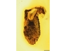 Extremely Rare Flea Beetle Larva Chrysomelidae in Case and More. Fossil inclusions in Baltic amber 14399