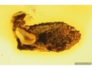 Extremely Rare Flea Beetle Larva Chrysomelidae in Case and More. Fossil inclusions in Baltic amber 14399