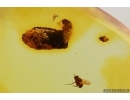 Extremely Rare Flea Beetle Larva Chrysomelidae in Case and More. Fossil inclusions in Baltic amber 14399