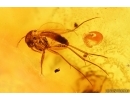 Extremely Rare Flea Beetle Larva Chrysomelidae in Case and More. Fossil inclusions in Baltic amber 14399