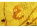Extremely Rare Flea Beetle Larva Chrysomelidae in Case and More. Fossil inclusions in Baltic amber 14399