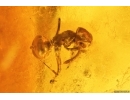Extremely Rare Flea Beetle Larva Chrysomelidae in Case and More. Fossil inclusions in Baltic amber 14399