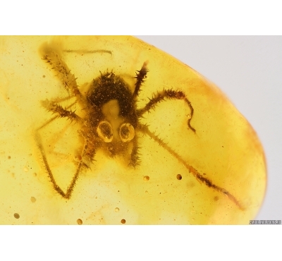 Rare Harvestman Opiliones. Fossil inclusion in Baltic amber #14400