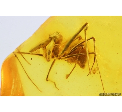 Rare Dawn Spider Archaeidae Paradoxa. Fossil inclusion Baltic amber #14401