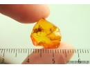 Rare Dawn Spider Archaeidae Paradoxa. Fossil inclusion Baltic amber #14401
