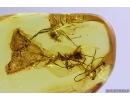 Two Rare Ants Formicidae: Formica ribbeckei. Fossil inclusions Ukrainian Rovno amber #14402R