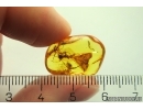 Two Rare Ants Formicidae: Formica ribbeckei. Fossil inclusions Ukrainian Rovno amber #14402R