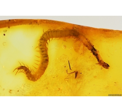 Rare Centipede Chilopoda Geophilidae. Fossil inclusion in Baltic amber #14408