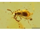 Nice Rare House Centipede Scutigeridae, Beetle and More. Fossil inclusions Baltic amber #14409