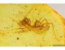Nice Rare House Centipede Scutigeridae, Beetle and More. Fossil inclusions Baltic amber #14409