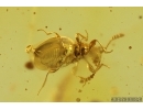 Nice Rare House Centipede Scutigeridae, Beetle and More. Fossil inclusions Baltic amber #14409