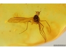 Nice Rare House Centipede Scutigeridae, Beetle and More. Fossil inclusions Baltic amber #14409