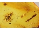 Lizard or Gecko Skin Fragment and more. Fossil inclusions Baltic amber #14411