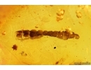 Lizard or Gecko Skin Fragment and more. Fossil inclusions Baltic amber #14411