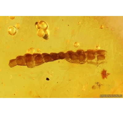 Lizard or Gecko Skin Fragment and more. Fossil inclusions Baltic amber #14411