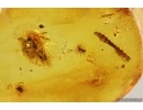 Lizard or Gecko Skin Fragment and more. Fossil inclusions Baltic amber #14411