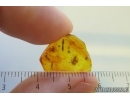 Lizard or Gecko Skin Fragment and more. Fossil inclusions Baltic amber #14411