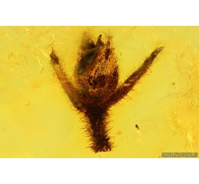 Nice Flower and More. Fossil inclusions in Baltic amber stone #14412