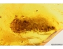 Nice Flower and More. Fossil inclusions in Baltic amber stone #14412