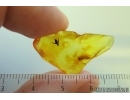 Nice Flower and More. Fossil inclusions in Baltic amber stone #14412