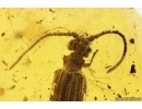 Rare Reticulated Beetle Cupedidae. Fossil insect Baltic amber stone #14145