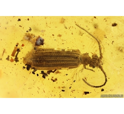 Rare Reticulated Beetle Cupedidae. Fossil insect Baltic amber stone #14145
