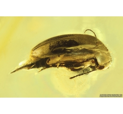 Tumbling Flower Beetle Mordellidae. Fossil inclusion Ukrainian Rovno amber #14416