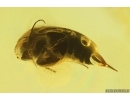 Tumbling Flower Beetle Mordellidae. Fossil inclusion Ukrainian Rovno amber #14416