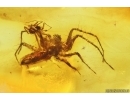 Two Spiders Araneae. Fossil inclusions Baltic amber #14421