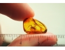 Two Spiders Araneae. Fossil inclusions Baltic amber #14421