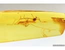 Harvestman Opiliones. Fossil inclusion in Baltic amber #14422