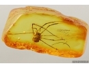 Harvestman Opiliones. Fossil inclusion in Baltic amber #14423