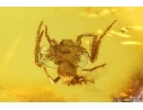 Nice Spider Araneae. Fossil inclusion in Baltic amber #14425