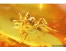 Nice Spider Araneae. Fossil inclusion in Baltic amber #14425