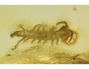 Centipede Lithobiidae. Fossil insect Ukrainian Rovno amber stone #14426R