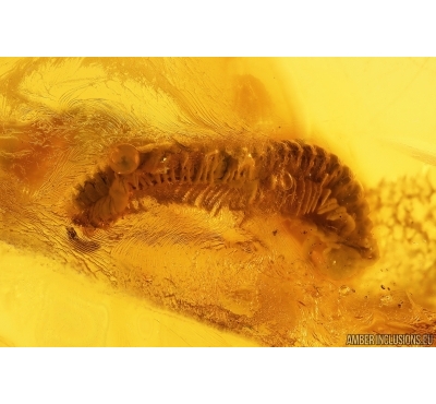 Millipede Diplopoda. Fossil inclusion in Baltic amber #14427