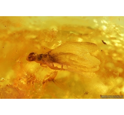 Termite Isoptera. Fossil inclusion in Baltic amber #14428