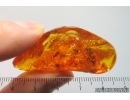Termite Isoptera. Fossil inclusion in Baltic amber #14428