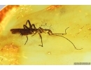 Stonefly Plecoptera. Fossil insect in Baltic amber #14430