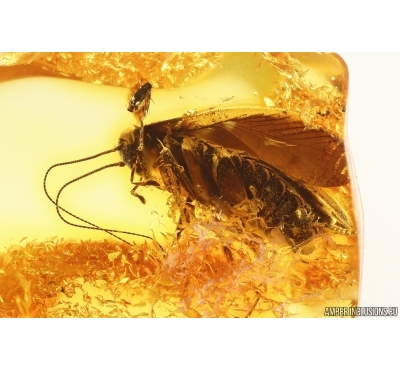 Cockroach Blattaria . Fossil inclusion Baltic amber #14432