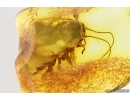 Cockroach Blattaria . Fossil inclusion Baltic amber #14432
