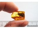Cockroach Blattaria . Fossil inclusion Baltic amber #14432