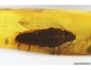 Cockroach Blattaria and More. Fossil inclusion Baltic amber #14433