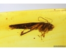 Cockroach Blattaria and More. Fossil inclusion Baltic amber #14433