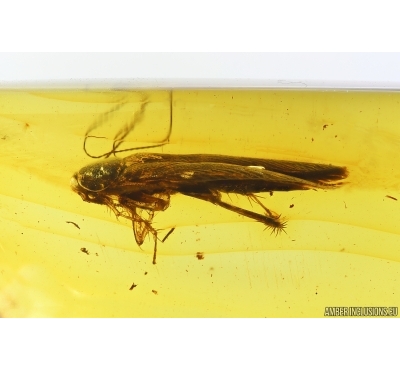 Cockroach Blattaria and More. Fossil inclusion Baltic amber #14433