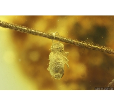 Extremely Rare Phoresy Springtail Collembola. Fossil insect in Baltic amber #14434