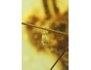 Extremely Rare Phoresy Springtail Collembola. Fossil insect in Baltic amber #14434